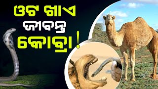 Watch special episode on why camels eat cobras