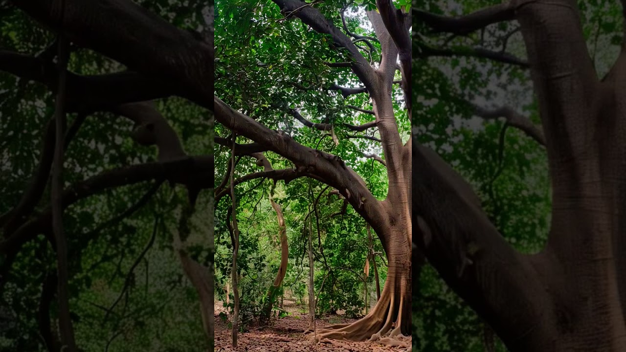 Ritha Tree 🎄🎄🎄🎄 is for hair uses best results