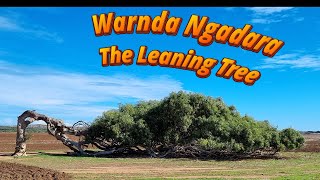 The Leaning Tree   Warnda Ngadara