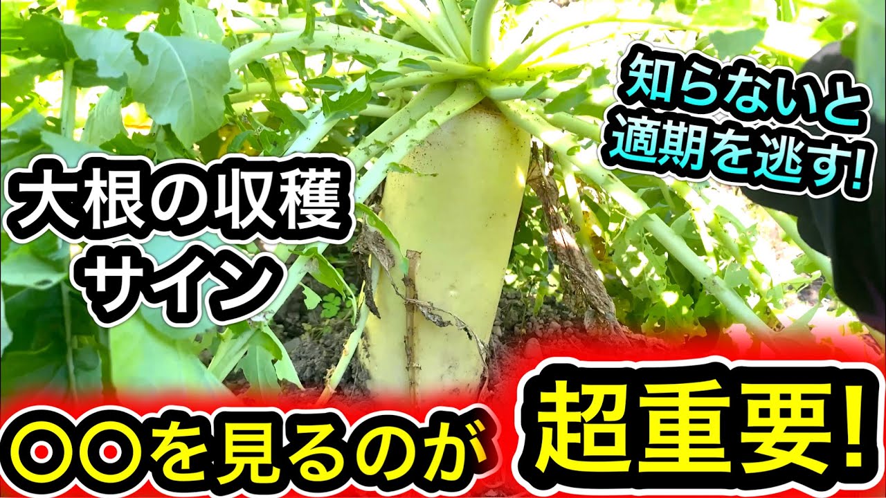 Signs and best timing for harvesting radishes! Easy to understand