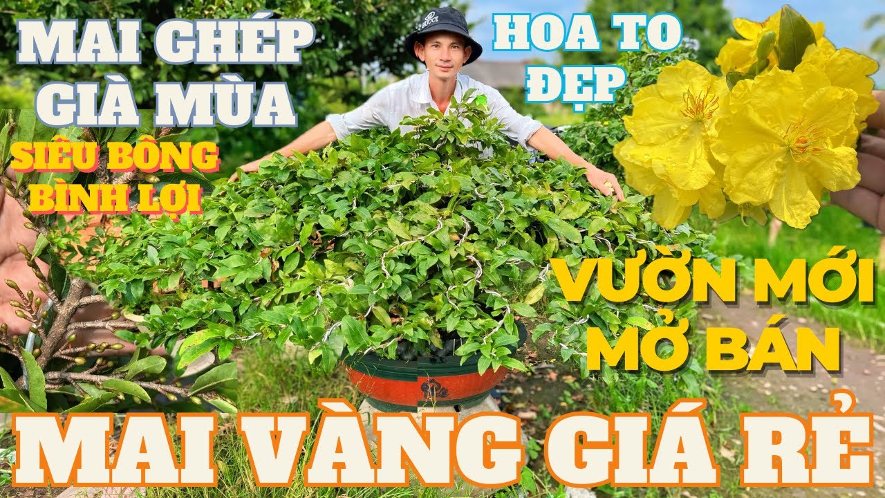 19-01 ANH GIANG Giao Lưu Mai Vàng Giá Rẻ, Siêu Bông Bình Lợi Ghép Già Mùa Giá Rẻ Nụ Nhiều Chơi Tết