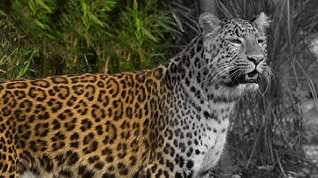 Smooth Transition Effect - GIMP 2.8 Tutorial for Beginners