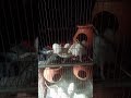 সাদা ইদুর এর ছোট ফার্ম। #ratlover #rat #shorts #yt @pet @rat @PetsSwag #short #like