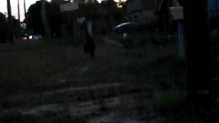 kangaroo jumping around - jervis bay.AVI