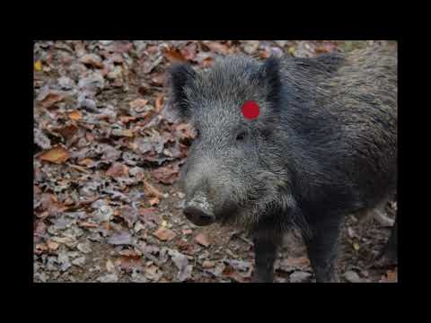 Видео: Как да храним дива свиня