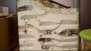 自作蟻の巣　部屋を分けて使うアリ達　[ ant farm ]