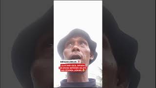 MENGERIKAN..‼️ULAR SEPOHON KELAPA PANJAGA LADANG..😭#viral #ularbesar #trendingvidio