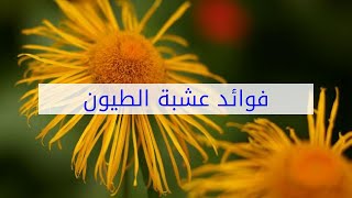 فوائد عشبة الطيون