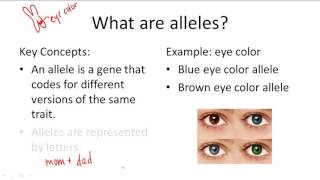 Alleles