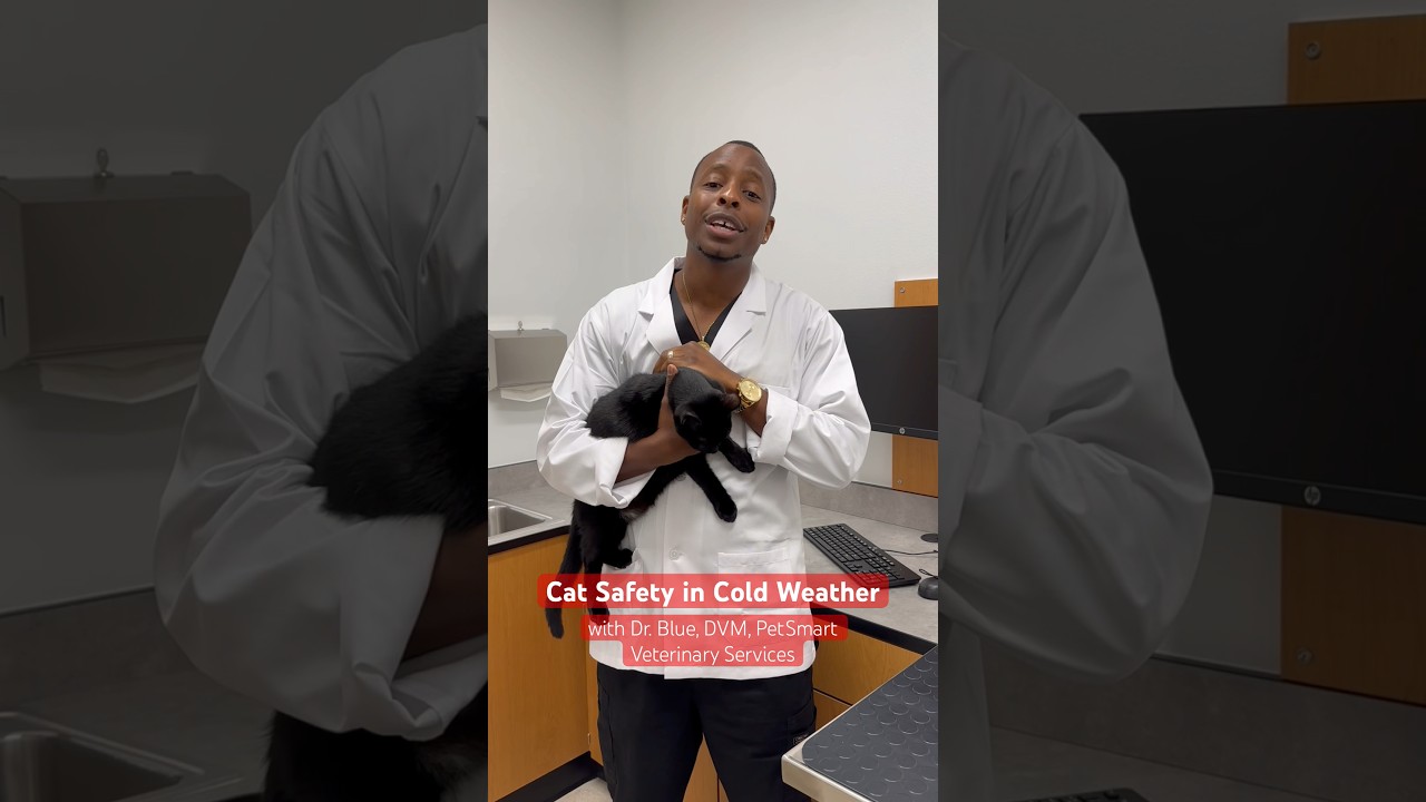 Learn how to best protect your cats in cold weather ❄️ 