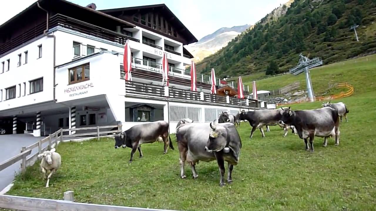 COWS & SHEEP FIGHT IN OBERGURGL (AUSTRIA)