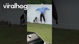 Dog Tries To Play Fetch With Scarecrow || Viralhog