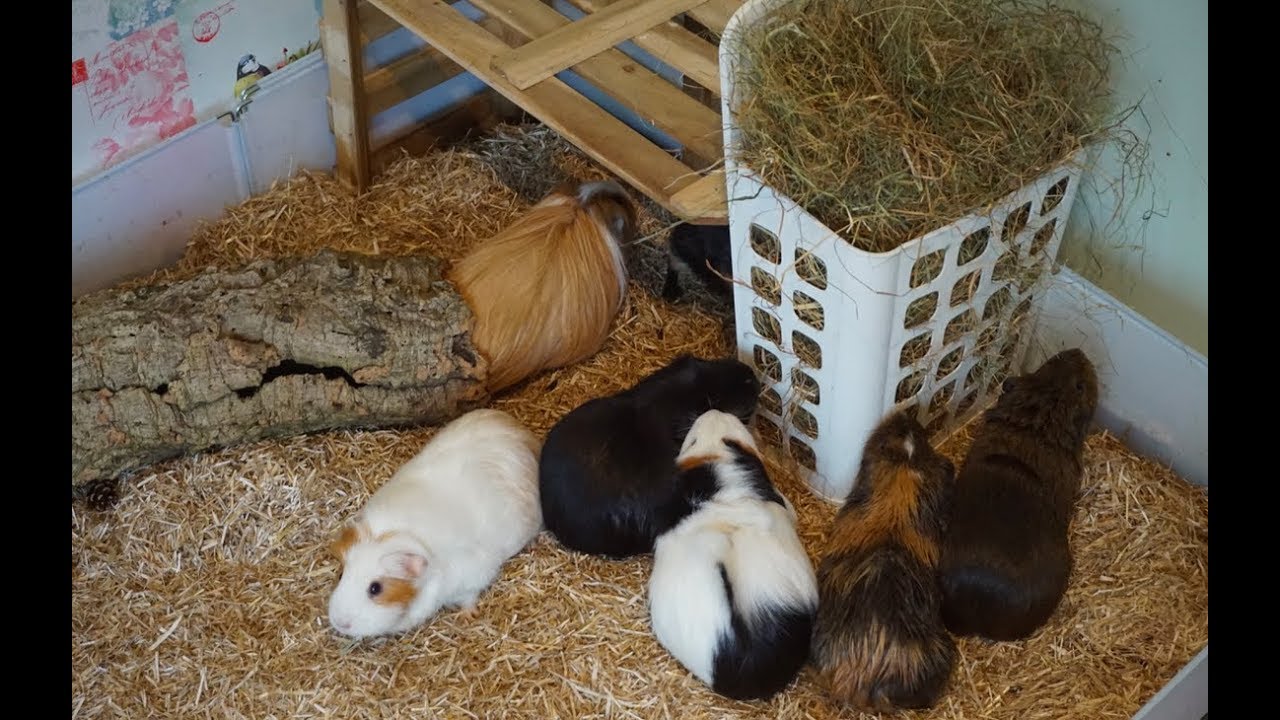 Guinea Pig Cage Cleaning Routine - YouTube Guinea Pig Cage Cleaning Routine - YouTube