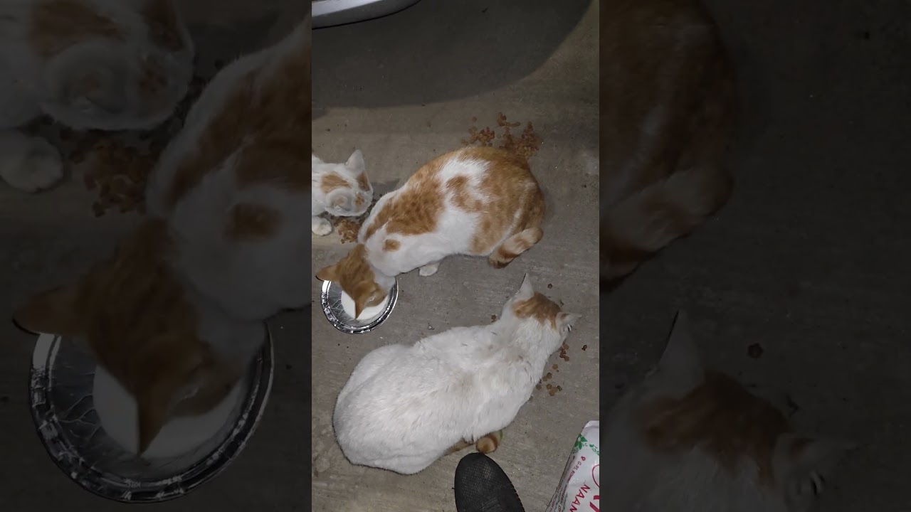 cats feeding #cats #friendly #cutecat #loved #support #share #video