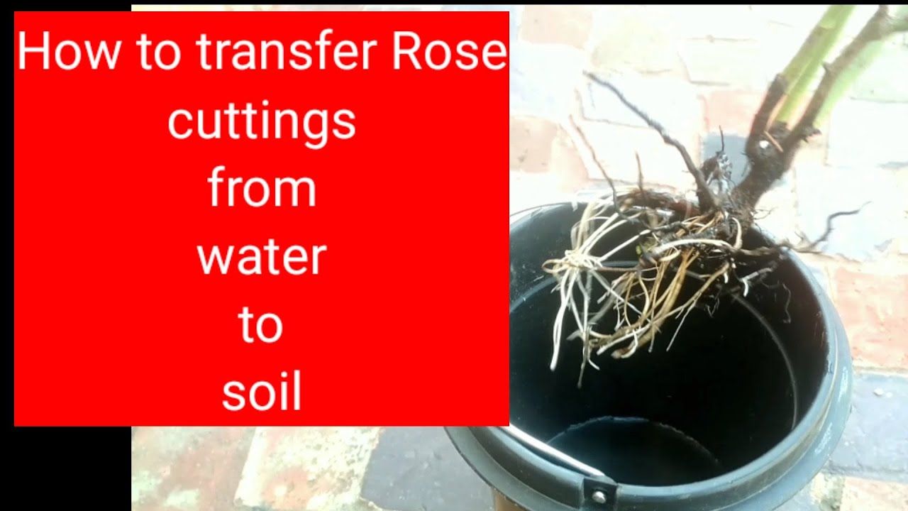How to transfer Rose cuttings from water to soil - YouTube