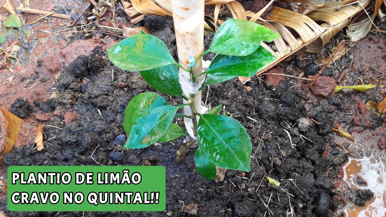 COMO PLANTAR UMA MUDA DE LIMÃO CRAVO OU LIMÃO CAVALO NO QUINTAL | SUPER  FÁCIL!! - thptnganamst.edu.vn