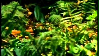 Yaquar Pencesi 1 Ci Hisse