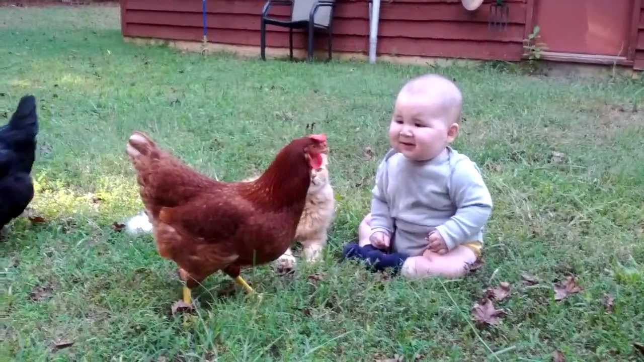 Chicken steals leaf from baby YouTube