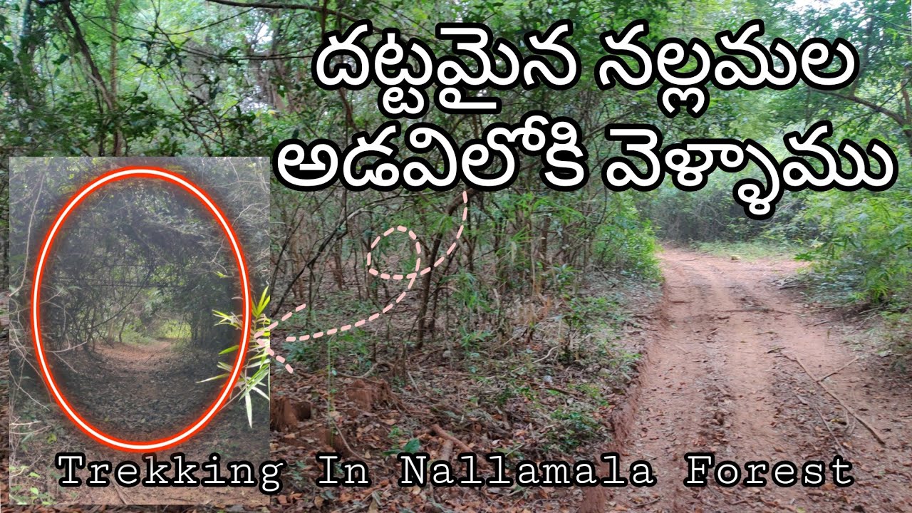 nallamala forest trip