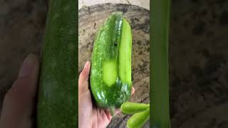 ST3129mini rotary tillage and ridging one one tree  short view #travel #beach #flowers#asmr#farming