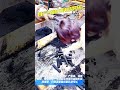 Cubic column charcoal extruder machine #fcnfm #charcoalextruder