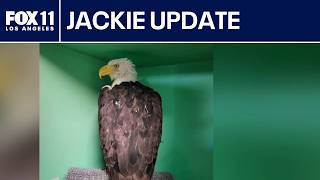 Jackie the Eagle's condition worsens