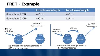 Fluorescence Spectroscopy Tutorial - Typical Applications