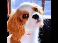 ¡La comida es el mundo entero de este perrito!#dog #funny #cute #shorts