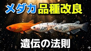 改良メダカの秘密、全部教えます。色・柄・遺伝の仕組みを超わかりやすく解説【完全版】