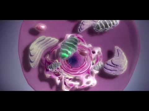 დნმ, ცილის წარმოშობის ფუნქცია.