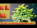 Live du jour  taille et dfoliation partielle  dun charme qui en a autant que moi le 04062023