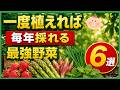 一度植えたら毎年収穫できる!ほったらかしでもよく育つ宿根野菜6選【初心者・プランター家庭菜園】