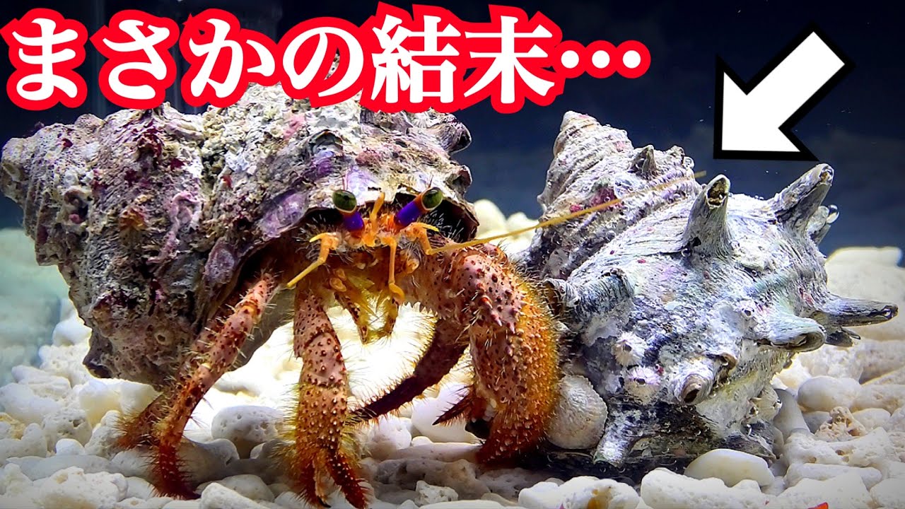 If you feed a hermit crab a turban shell, you'll get an unexpected