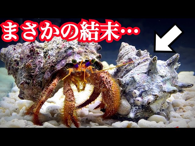 If you feed a hermit crab a turban shell, you'll get an unexpected