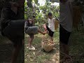 Cuộc sống thật không dễ dàng p713 #shorts