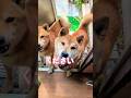 柴犬親子の忙しい日常✨ #柴犬 #柴犬さん #柴犬レオ #柴犬大好き