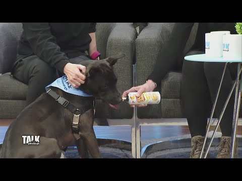 Video: Pittsburgh Hotel Proprietarul salvează mii de animale de companie și încurajează oaspeții să adopte!