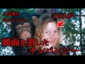 【閲覧注意】人間の顔を潰したチンパンジートラビス【人気者のチンパンジー？】