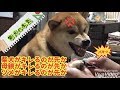 【柴犬】キレる柴犬、キレかけるかあちゃん、キレないツメ。そんな柴犬の本気をご覧下さい【shiba inu】※クイズあります