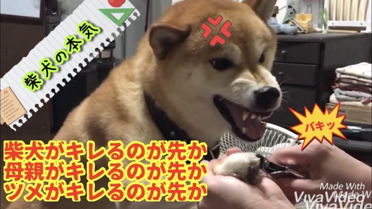 柴犬 キレる柴犬 キレかけるかあちゃん キレないツメ そんな柴犬の本気をご覧下さい Shiba Inu クイズあります Youtube