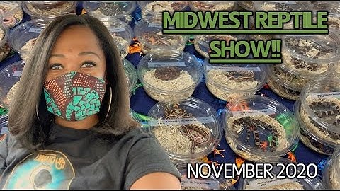 MIDWEST REPTILE SHOW NOVEMBER 2020 | INDY REPTILE EXPO | BALL PYTHON BREEDING | PRECIOUS PYTHONS