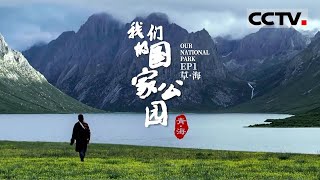 《青海·我们的国家公园》EP1 最纯真的国家公园 人们在这里探寻山谷森林间的精灵 追溯冰原植物的演变与繁盛【CCTV纪录】