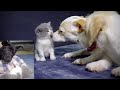 いつも腕白な子犬が初めて赤ちゃん猫を見たらこうなった！