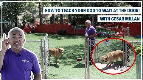 HOW TO TRAIN YOUR DOG TO "STAY" | DOG TIPS #3