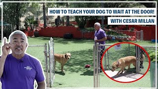 HOW TO TRAIN YOUR DOG TO &quot;STAY&quot; | DOG TIPS #2
