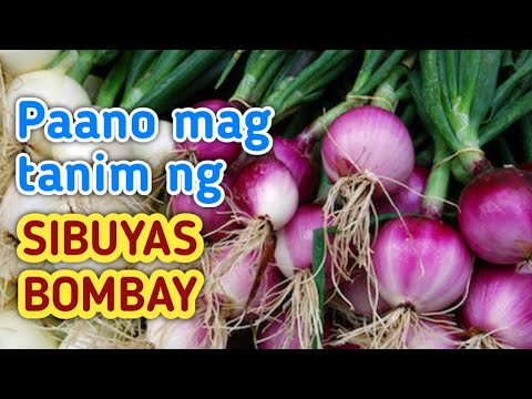 Video: Pag-aani ng Mga Buto ng Sibuyas - Paano Mangolekta ng Mga Buto ng Sibuyas