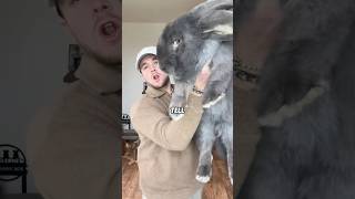 Cy Giant Rabbit Corrupted The House Cat animals cute science shortfeed rabbit