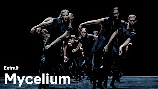 Mycelium - Extrait