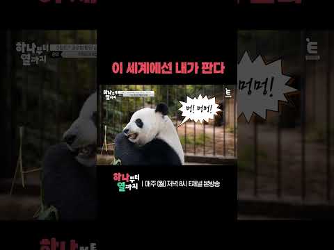 [#하나부터열까지] 우리 판다 기죽이지 마욧 | #shorts
