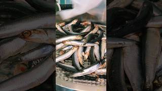 Hamsi Nasıl Ayıklanır Hamsi Nasıl Temizlenir Şfet